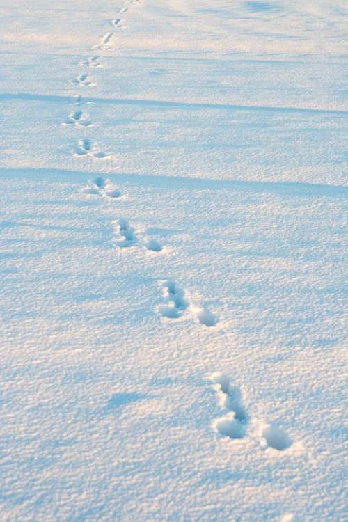 Winter Snow Rabbit Tracks Animal Tracks