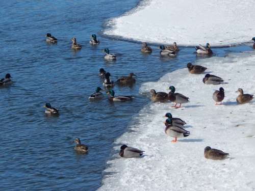Winter Ducks Wildlife Nature Outside Duck Animals