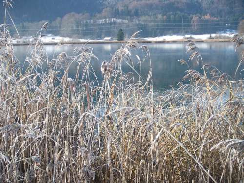 Winter Lake Wintry Frozen Nature Frost Cold Reed