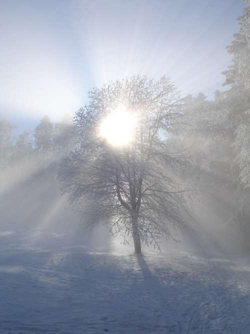 Winter Sun Winter Sun Tree Snow Sunlight