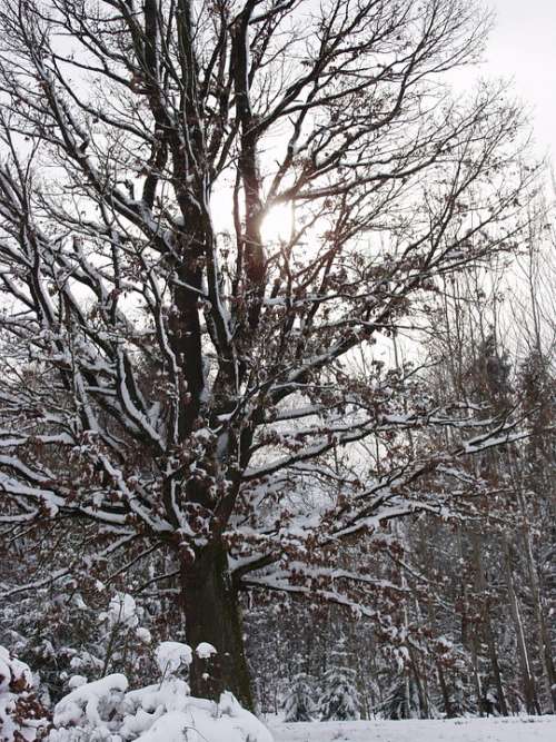 Winter Sun Tree Snow Wintry Cold