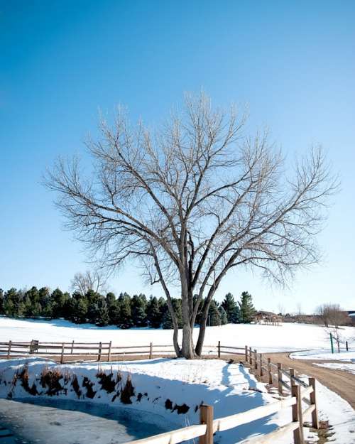 Wintertime White Tree Fence Snow Ice Sky