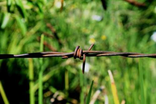 Wire Barbs Sharp Dangerous Restricting Grass
