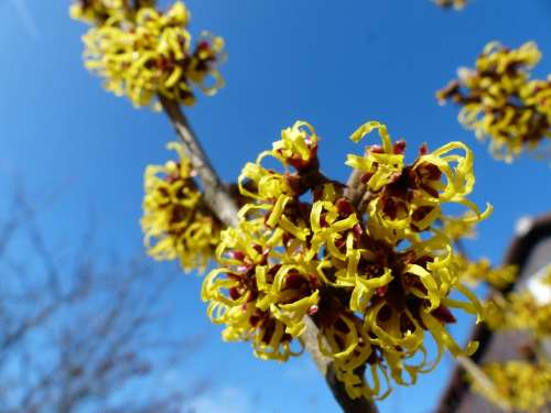 Witch Hazel Hamamelis Mollis Early Bloomer Flower