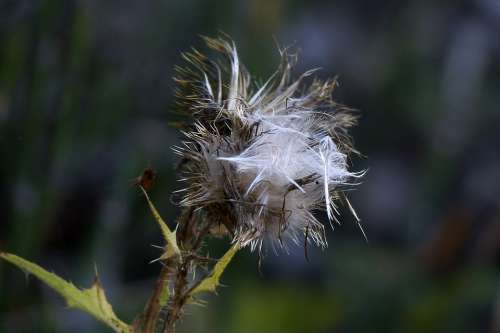 Withered Thistle Wild Plant Meadow Forest Plant