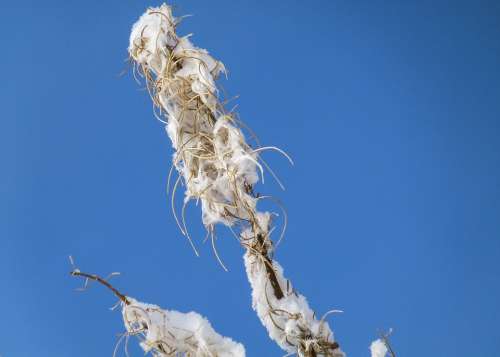 Withered Fire Weed Plant Snow Covered Blue Sky