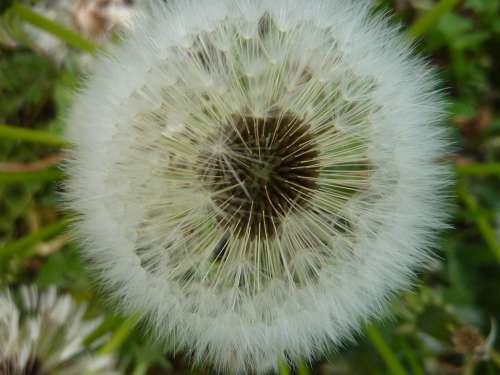 Withered Dandelion Number Flower Pointed Flower