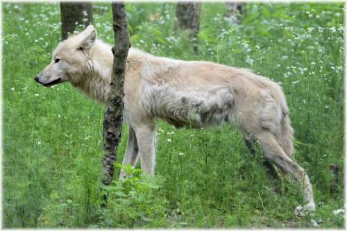 Wolf Predator European Wolf Gray Wool White Wolf