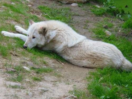 Wolf Animal Animals Rest Nature