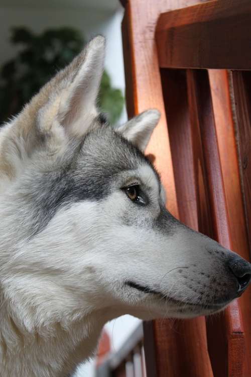 Wolf Husky Animal Pet Siberian Pedigree Friend