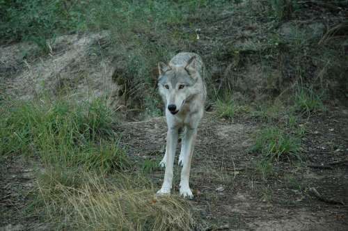 Wolf Animal Captivity