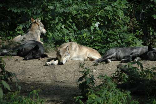 Wolf Animal Captivity Group