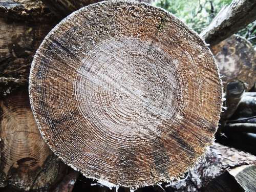 Wood Cross Section Tribe Log Lumber Section Tree