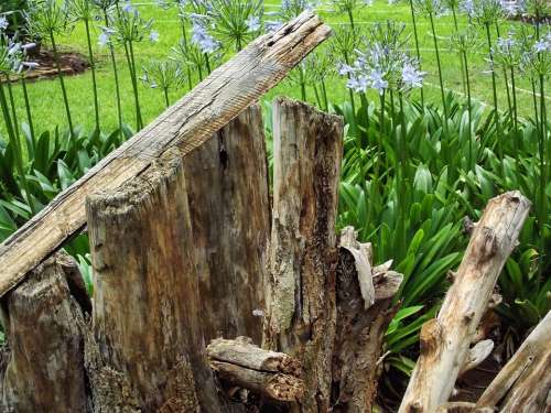 Wood Garden Nature Green Texture Tree Dried Dry