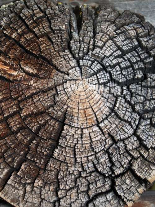 Wood Nature Texture Tree Old Saw Cut Weathering