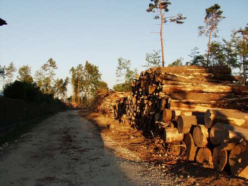 Wood Tree Trunks Lying Lumber Timber Holzstapel