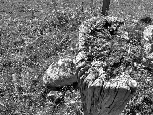 Wood Black And White Strain