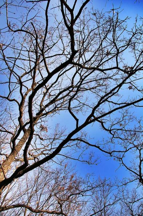 Wood In The Forest Sky