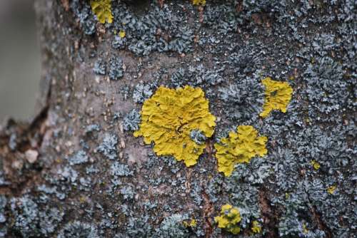 Wood Bark Lichen Forest Nature Plant