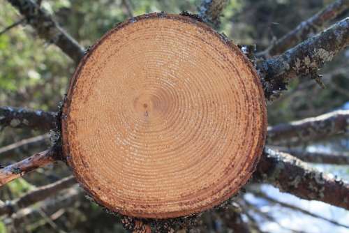 Wood Nature Log