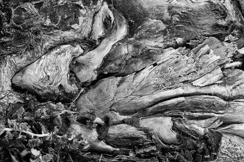 Wood Arcimboldo Rough Wood Texture Abstract
