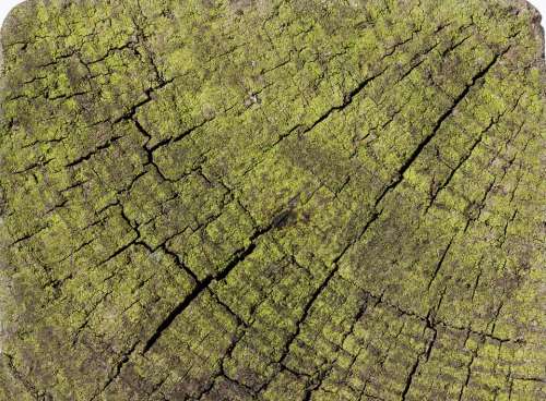 Wood Structure Fund Seaweed Old Weathered Cracks