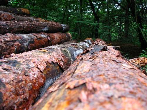 Wood Tribe Log Tree Forest Cracked Forestry Bark