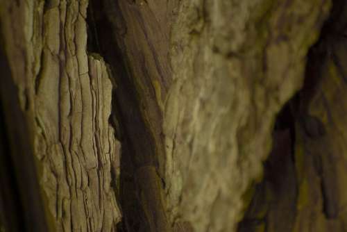 Wood Texture Tree Bark Nature Cracks Trunk Macro