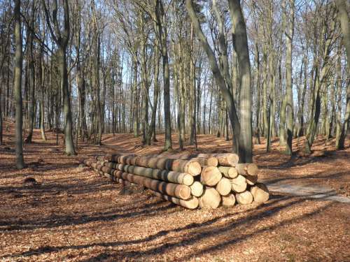 Wood Wood Trunks Sawn Concerns Timber Nature