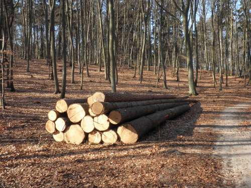 Wood Wood Trunks Concerns Sawn Log Forest