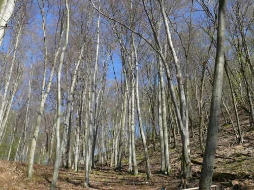 Wood Trees Nature Landscape Forest