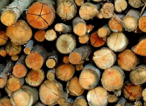 Wood Trunks Firewood Tree Trunk
