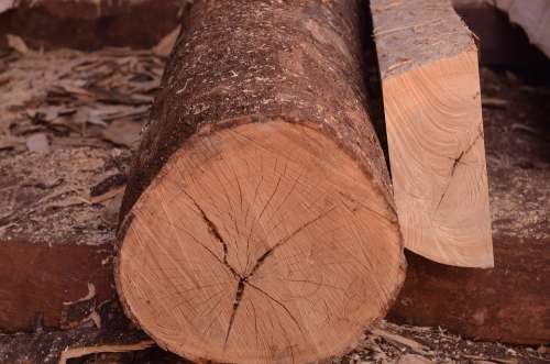 Wood Natural Wood Forestry Oak Tree Hardwood