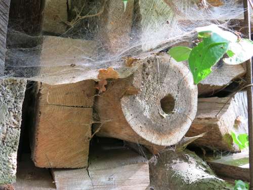 Wood Spider Webs Leaves Late Summer