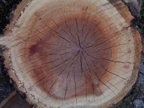 Wood Annual Rings Tree Pattern Tribe Rings Grain