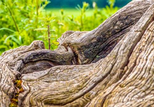 Wood Trunk Gnarly Summer Nature Meadow Plant