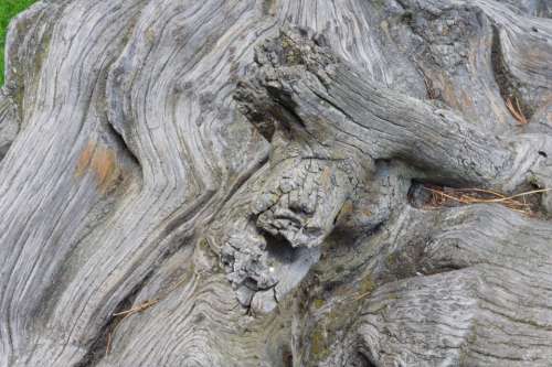 Wood Nature Tree Root Log Bark Grain