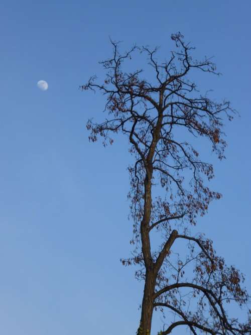 Wood Moon Blue Sky
