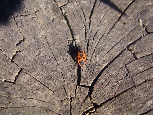 Wood Beetle Insects Insect