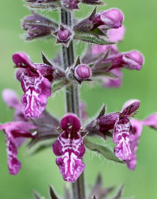 Wood Betony Wild Flower Blossom Bloom Violet