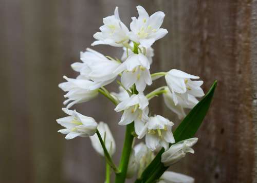 Wood Hyacinth White Bell Flower