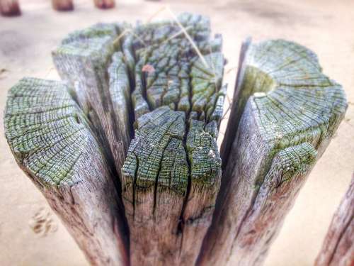 Wood Pile Beach Wood Structure Wound Cracks Grain