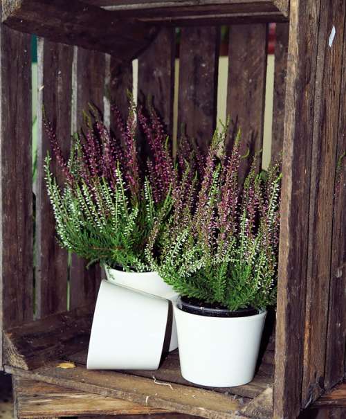 Wooden Box Heather Flower Pots Still Life