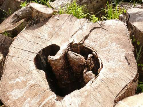 Wooden Heart Log Nature Symbol Love Wood Heart