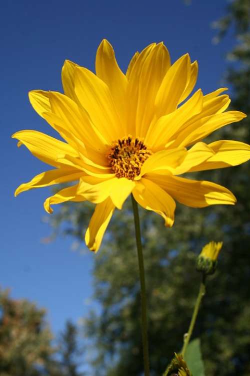 Woodland Sunflower Flower Floral Wildflower Yellow