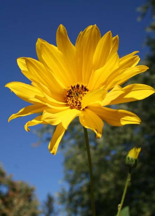 Woodland Sunflower Flower Floral Wildflower Yellow