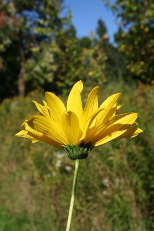 Woodland Sunflower Flower Floral Wildflower Yellow