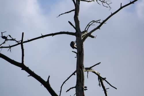 Woodpecker Tree Silhouette Sky Snag Nature