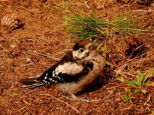 Woodpecker Federal Woodpecker Bird Nature