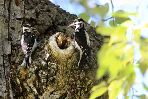 Woodpecker Male Female Nesting Bark Tree Nature